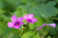 6_ムラサキカタバミ