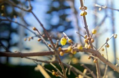 蝋梅の蕾