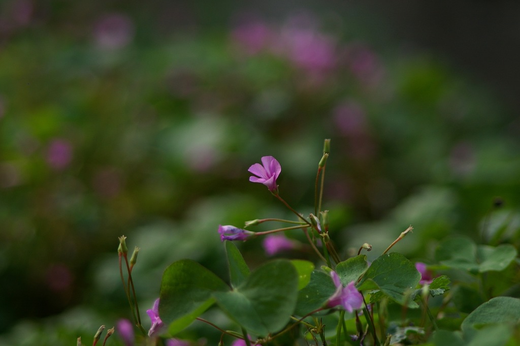 あなたはどっち?