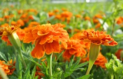 marigold_1
