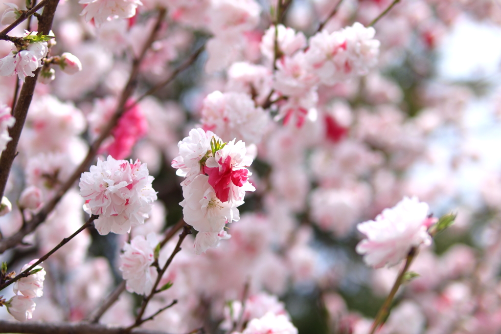 花桃