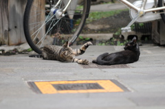 cat_356 「とりゃー」「ん?」