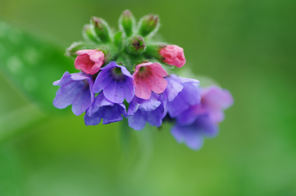 小さな花
