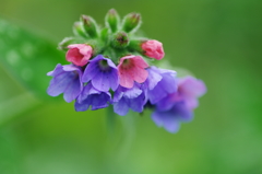 小さな花