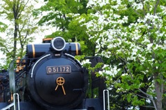 ハナミズキとD51_MZD75-300