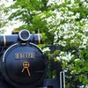 ハナミズキとD51_MZD75-300