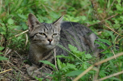 cat_391　流し目