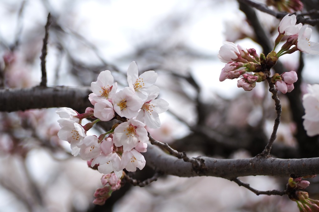 ソメイヨシノ_1