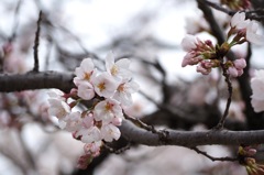 ソメイヨシノ_1
