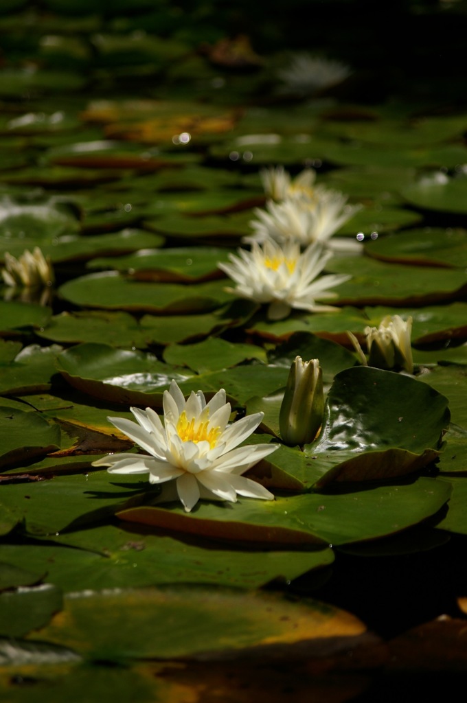 睡蓮_11