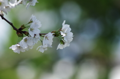 桜_3
