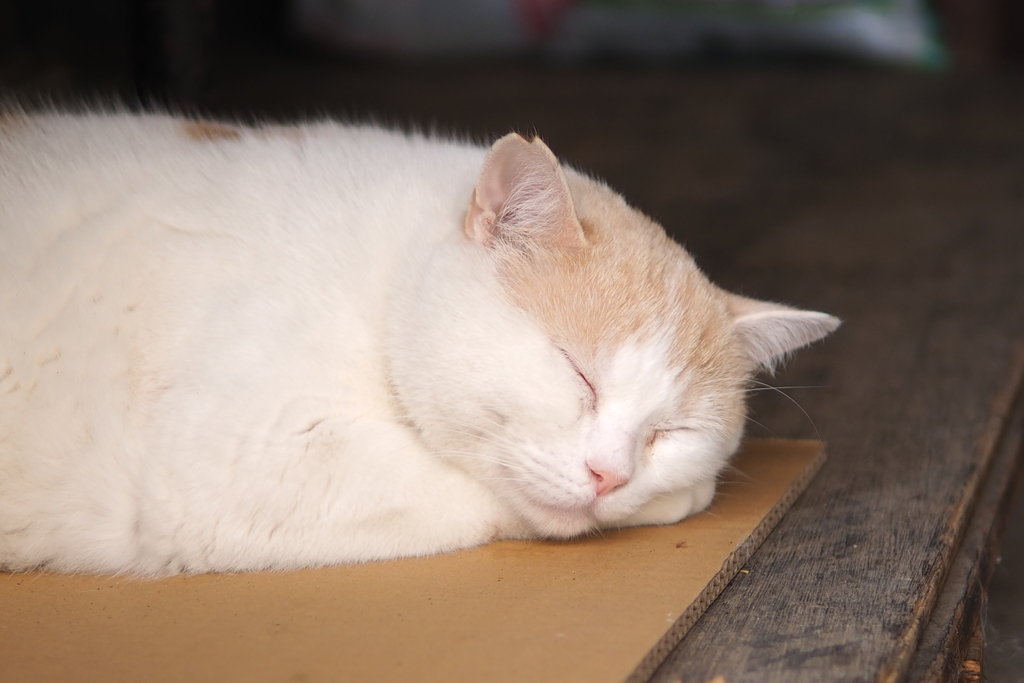 cat_52  スヤスヤ