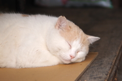 cat_52  スヤスヤ