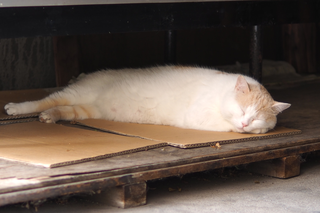 cat_51  段ボールベッド