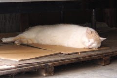cat_51  段ボールベッド