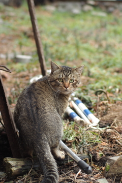 cat_195　空き地にて