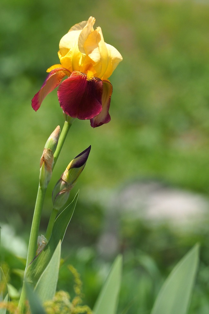 ジャーマンアイリス_2