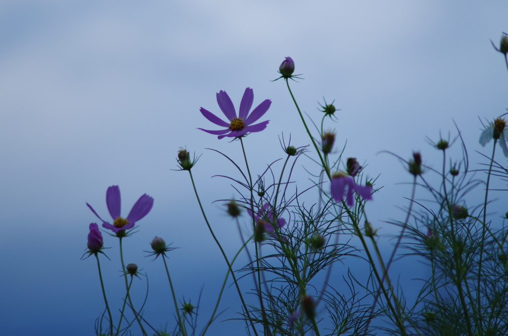 オールドレンズ試し撮り コスモス