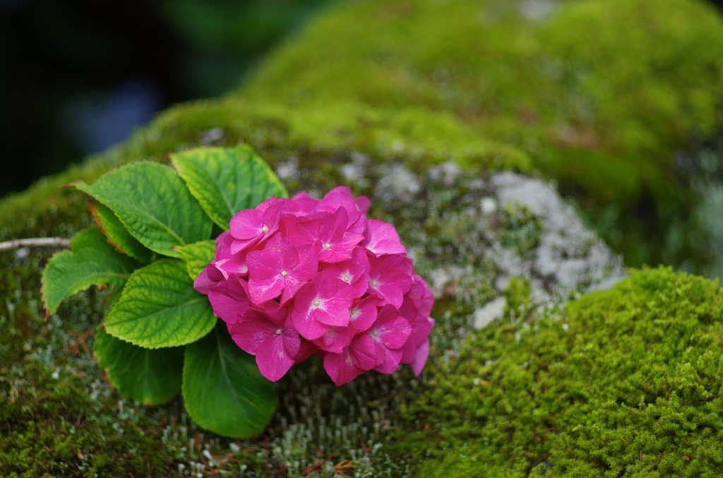 紫陽花_ピンク系4