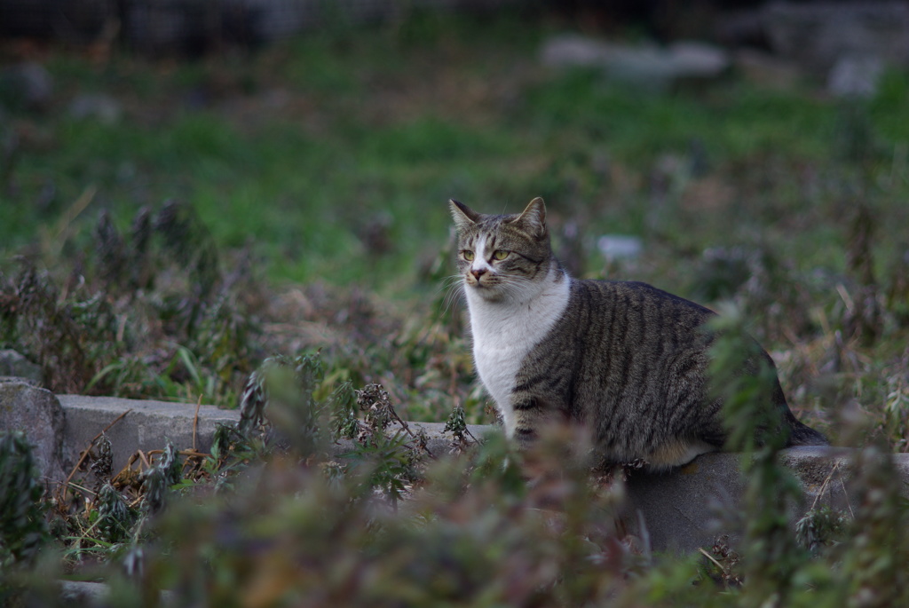 cat_188　空き地にて