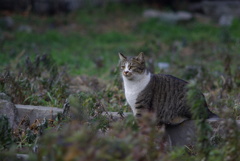 cat_188　空き地にて
