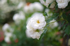 白い薔薇