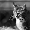 cat_445　佇む