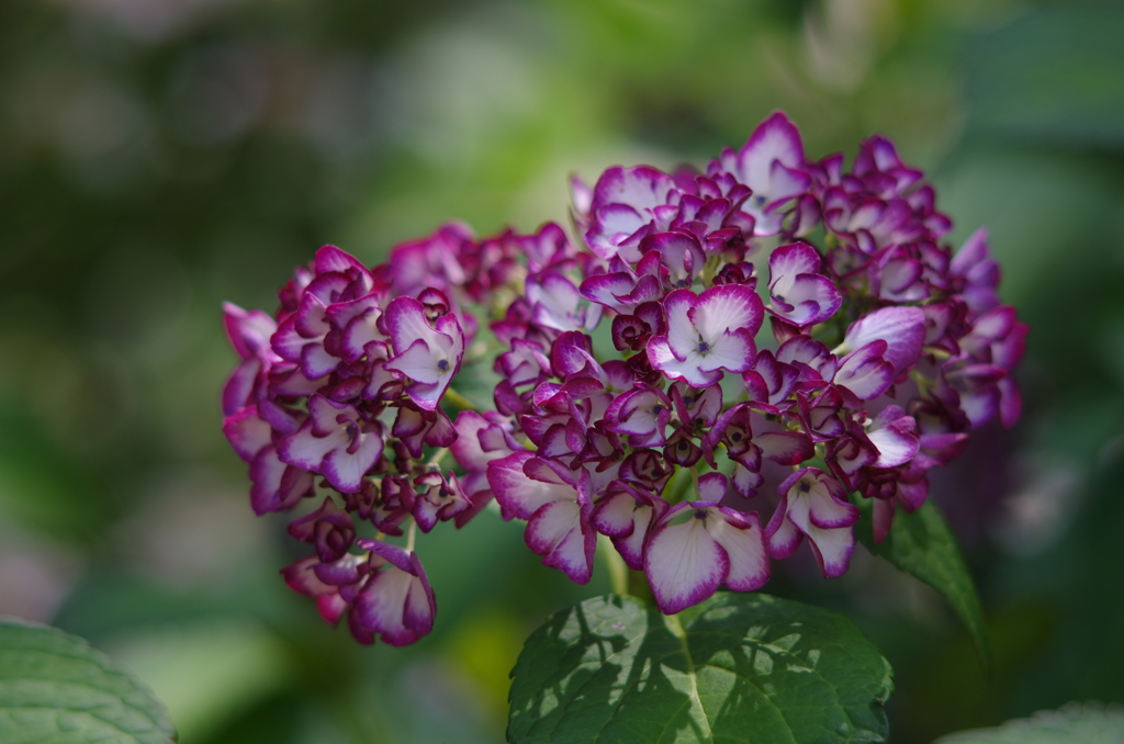 紫陽花_10 ミカコ