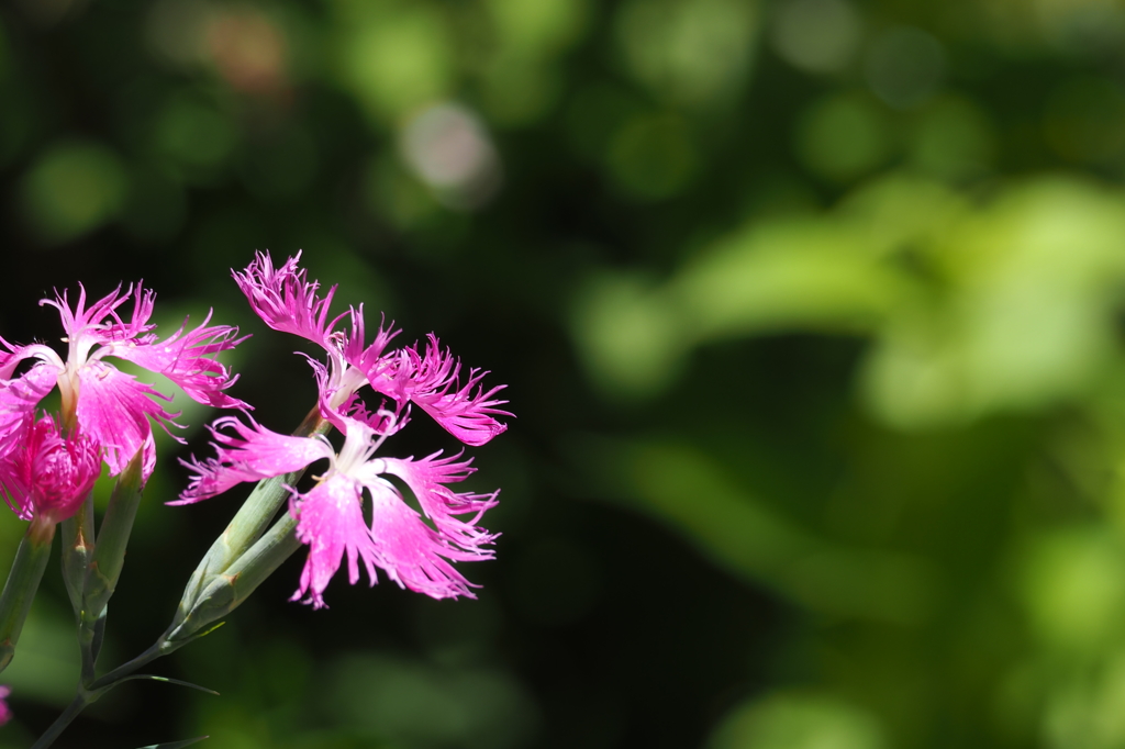 shocking pink