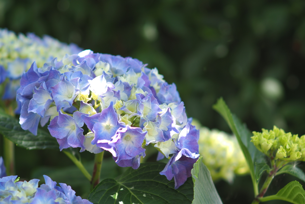 紫陽花_色付き始め