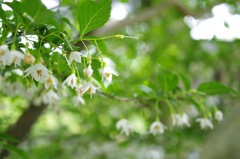 エゴの木の花