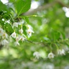 エゴの木の花