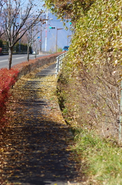 秋の坂道