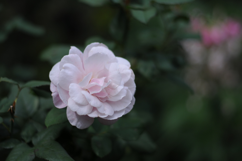 薔薇_4