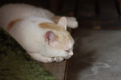 cat_68  寝てますポーズ