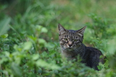 cat_382