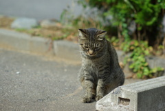 cat_417　にゃんだろう?