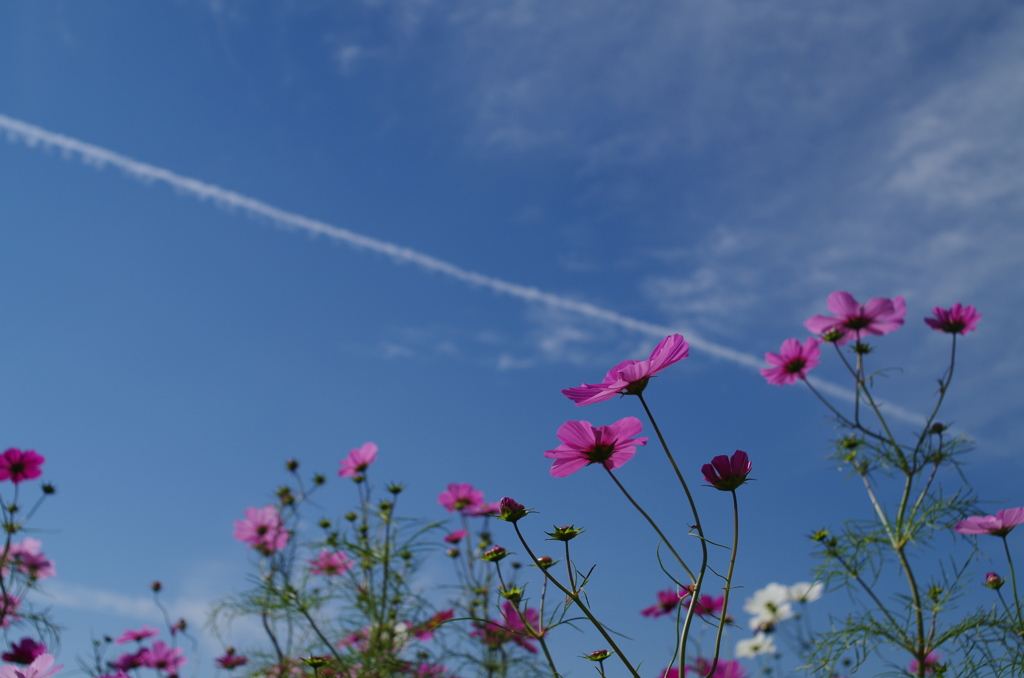 秋桜と飛行機雲