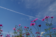 秋桜と飛行機雲