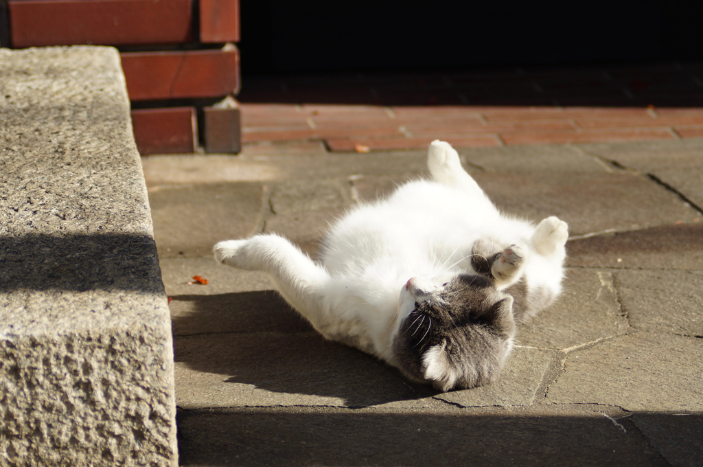 cat_146  ゴロロン♪