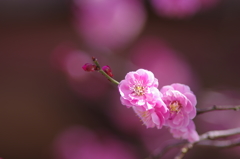 梅香る