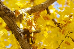 黄葉_銀杏_2