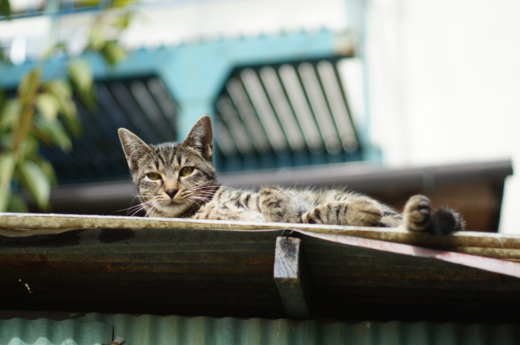 cat_111  屋根の上で寝てたんだけど…