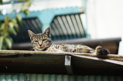cat_111  屋根の上で寝てたんだけど…