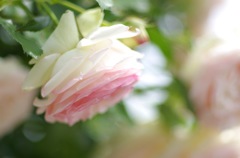 薔薇_パステルカラー