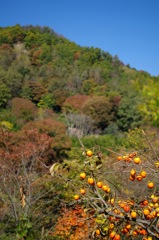 東平庵からの眺め_1