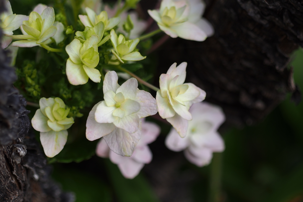 秋の紫陽花