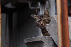 cat_48