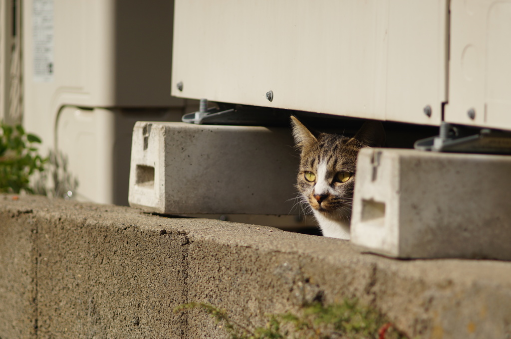 cat_135  空き地を見つめて