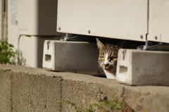 cat_135  空き地を見つめて